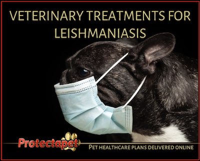 Vet treatments for Canine and feline leishmaniasis 